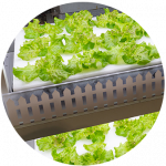 food and nutrition recruiting agency - Bradsby Group food and nutrition jobs, food industry, food jobs, executive search, bradsby group, headhunting firm, food manufacturers